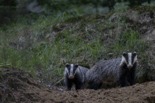 Two young badgers (Meles meles) of different ages in front of a cave entrance, the left animal is