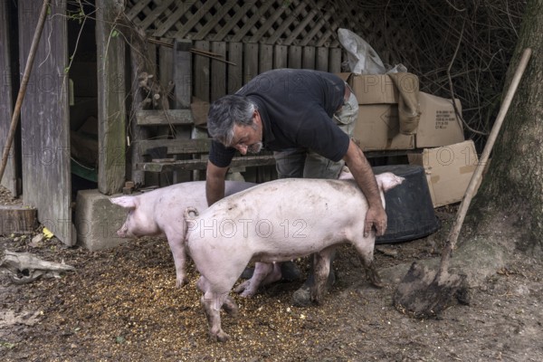 Farmer caressing his two domestic pigs (Sus scrofa domesticus) on his farm, Middle Franconia,