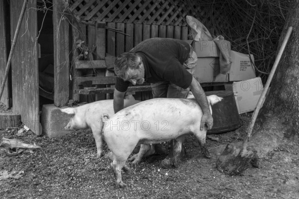 Farmer caressing his two domestic pigs (Sus scrofa domesticus) on his farm, black and white, Middle