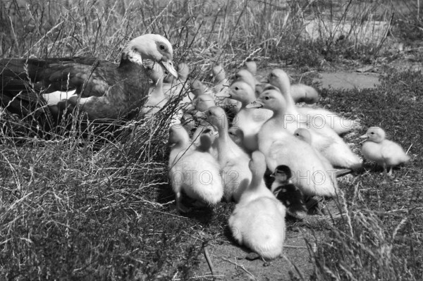 Muscovy duck (Cairina moschata) with its young in the grass on a farm, black and white, Eckental,
