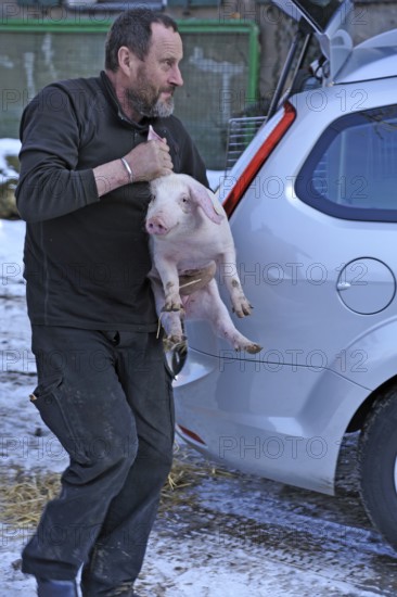 Farmer holding a piglet (Sus scrofa domesticus) in his arms, Tauchersreuth, Middle Franconia,