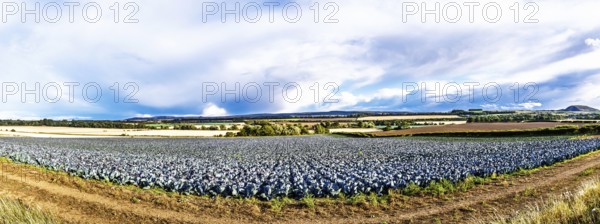 Red Cabbage on Scottish fields, Southeast Scotland, UK