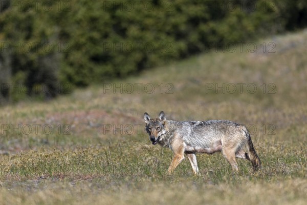 Not only the wolf fawn (Canis lupus) suffers from the heat in the morning, the photographer also