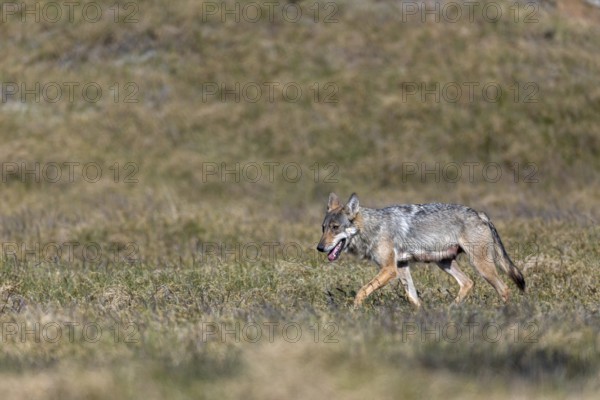 The heat is clearly causing the she-wolf (Canis lupus) problems, rearing her young, Denmark