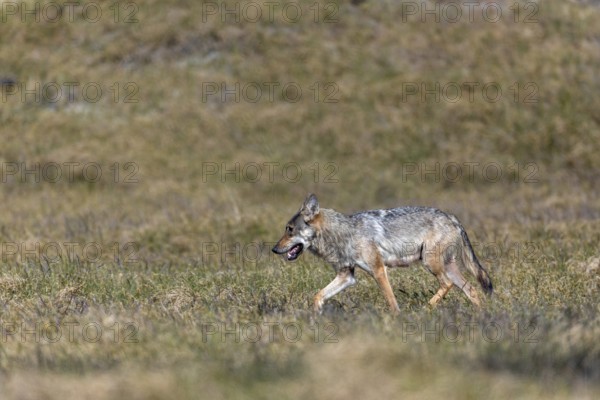 The behaviour of the wolf pheasant (Canis lupus) is comparable to that of the first encounter, this