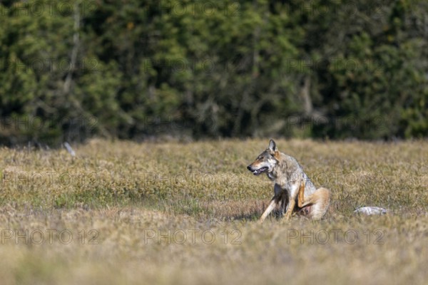 Comparable to the first encounter and only with the difference that this time the wolf pheasant