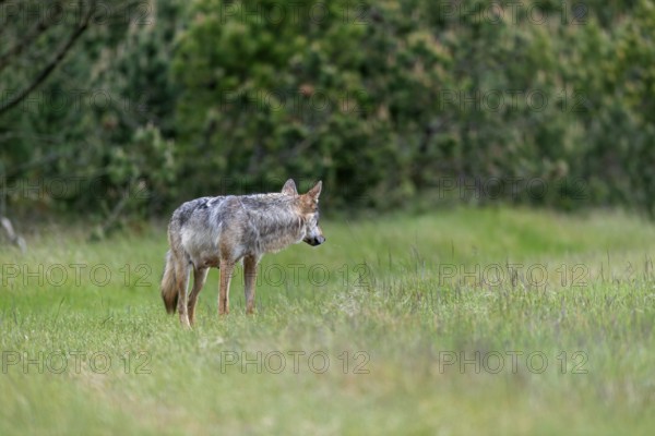 Once again the wolf pheasant (Canis lupus) looks back, I suspect she is waiting for her mate to