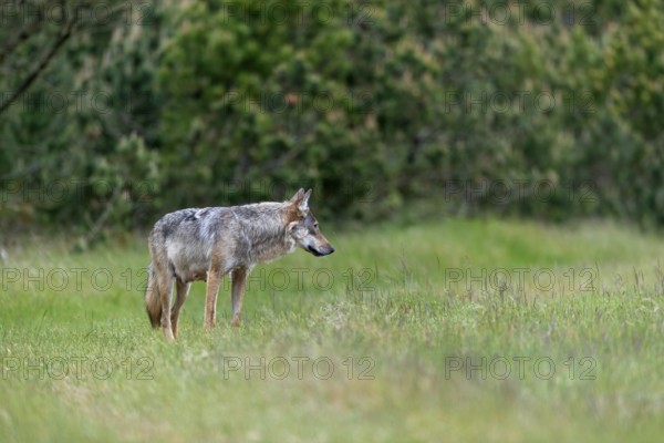This photo clearly shows the mammary gland of the wolf pheasant (Canis lupus), rearing its young,