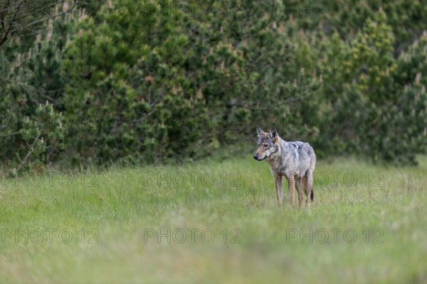 Based on the behaviour of the wolf fawn (Canis lupus), I suspect that the forest clearing is the