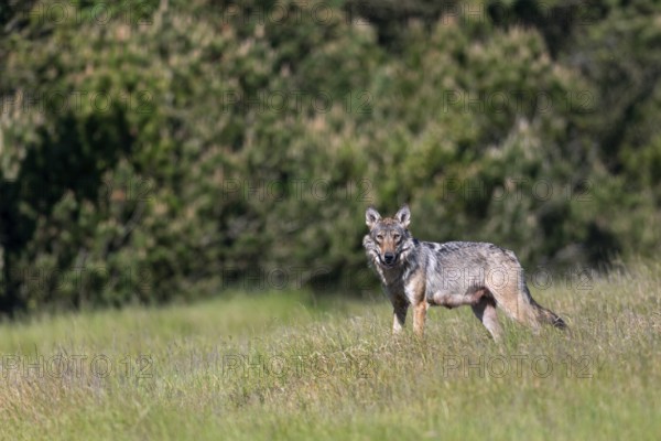 The shutter sound of the camera makes the wolf (Canis lupus) look in my direction, as it can't see