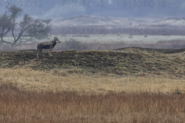 What might be going on in the mind of the wolf (Canis lupus) as it watches the pack of red deer