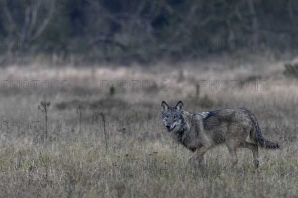 Encountering a wolf (Canis lupus) in the wild is always something special, shy, fearful, sceptical,