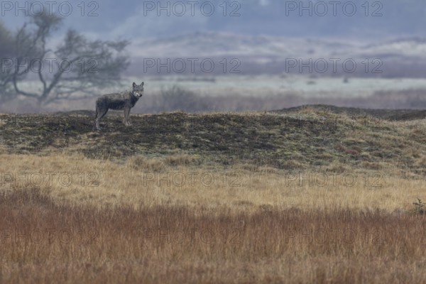 The wolf (Canis lupus) assesses the situation in a relaxed manner, the red deer present watch him