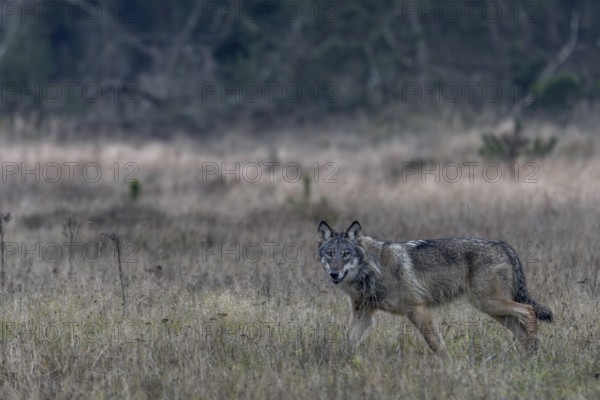 Only now do I realise what a beautiful, strong and impressive animal this wolf (Canis lupus) is,