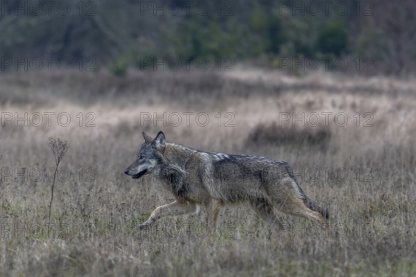 After the wolf (Canis lupus) has noticed a movement from me, it changes direction and passes me in