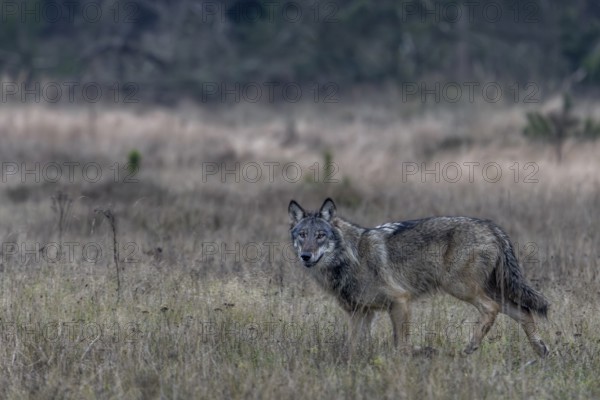The wolf (Canis lupus) continues on its way at a moderate trot, shy, fearful, sceptical, insecure,