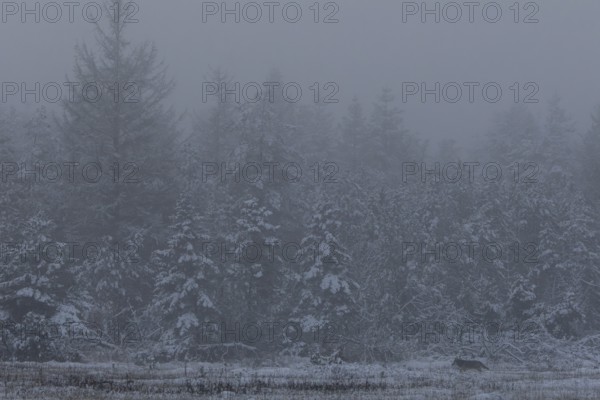 In a few minutes, dusk will fall and the wolf pup (Canis lupus) will be shrouded in darkness,