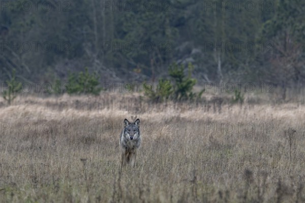 Sudden encounter with an old wolf (Canis lupus), I had hoped for wild boars, but this encounter