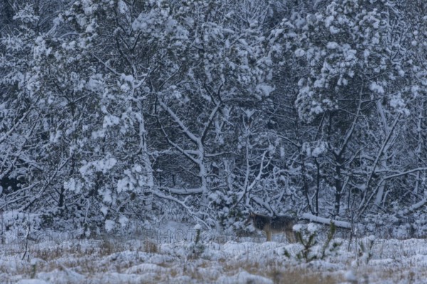 I'm already stowing away my camera when an 8-month-old wolf pup (Canis lupus) appears in the wintry