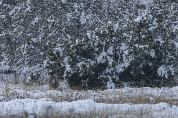 Mice exert a magical attraction on the 8-month-old wolf pup (Canis lupus), I cannot observe a