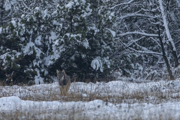Slowly the 8-month-old wolf pup (Canis lupus) wanders into the forest meadow, all his attention is
