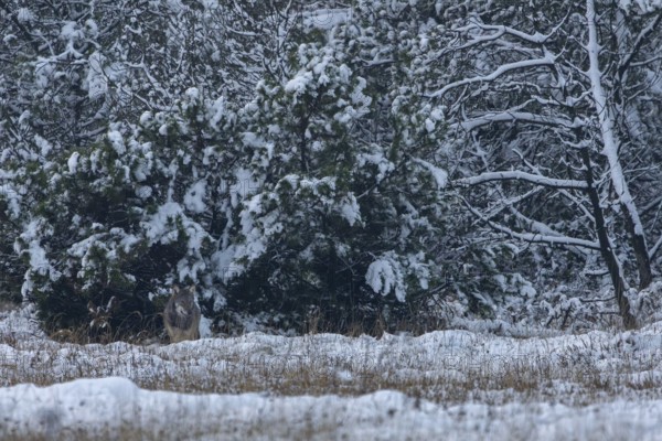 An 8-month-old wolf pup (Canis lupus) appears in a wintry ambience in a clearing in the forest,