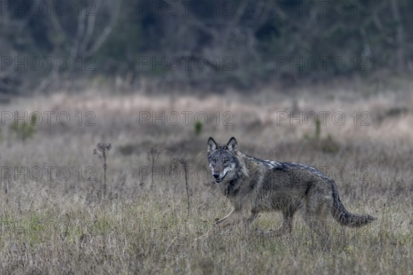 The wolf (Canis lupus) has certainly noticed something, its gaze reveals that it does not know