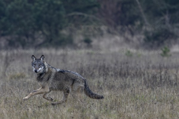 One last look from the wolf (Canis lupus) and a short time later it has disappeared into the