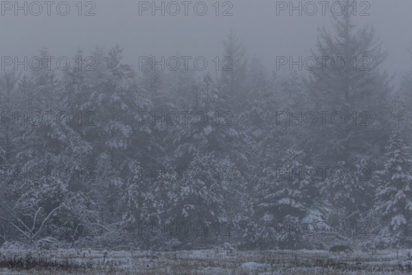 A last look at the wolf pup (Canis lupus), a little later it will have disappeared into the forest,