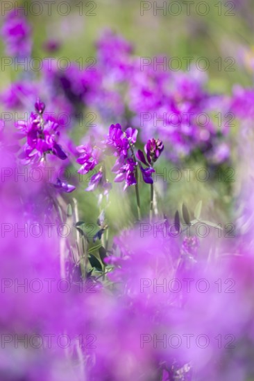 Alpine sweet clover (Hedysarum alpinum) also known as Eskima potato or bear's root, purple flowers,