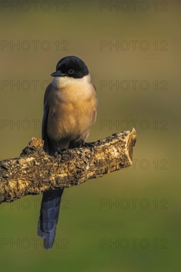 Azure-winged Magpie (Cyanopica cyana) on a cork oak branch, Castilla-La Mancha, Spain