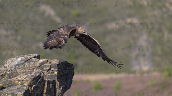 Golden eagle (Aquila chrysaetos), male, Tercel taking off from a lichen-covered rock, flight,