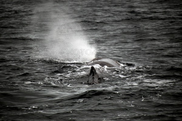 Sperm whale observed during a whale watching trip near Andenes, Vesterålen, Norway