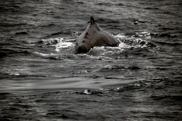 Impressive view of a sperm whale during a whale watching trip, Vesterålen, Norway