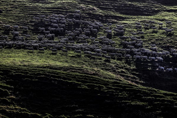 Grazing sheep in a meadow near Wharariki Beach, Wharariki Beach, New Zealand