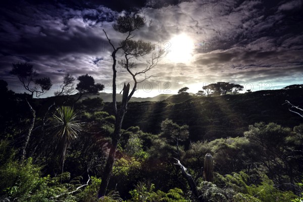Dramatic landscape with trees and penetrating sunlight on Wharariki Beach, Wharariki Beach, New