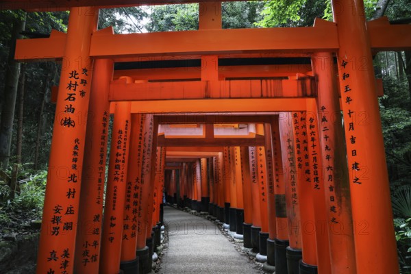 Impressive torii-lined avenue at Fushimi Inari Shrine, Kyoto, Japan