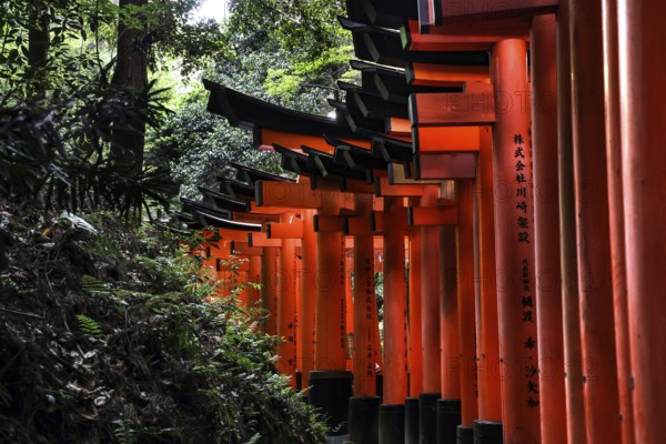 Wooded torii avenue at Fushimi Inari Shrine, Kyoto, Japan