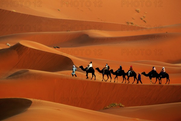 Camel caravan moves through the breathtaking sand dunes of Erg Chebbi in warm sunlight, Erg Chebbi,