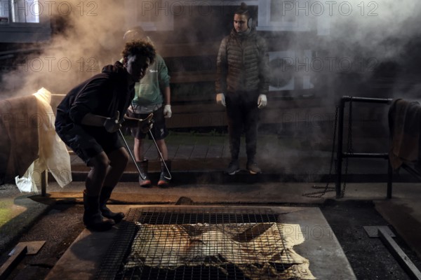 People prepare a traditional hangi in a steaming earth pit in Rotorua, Rotorua, Bay of Plenty, New