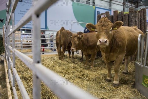 Cows in the animal hall at the Green Week at the exhibition center in Berlin on 16.01.2026. The