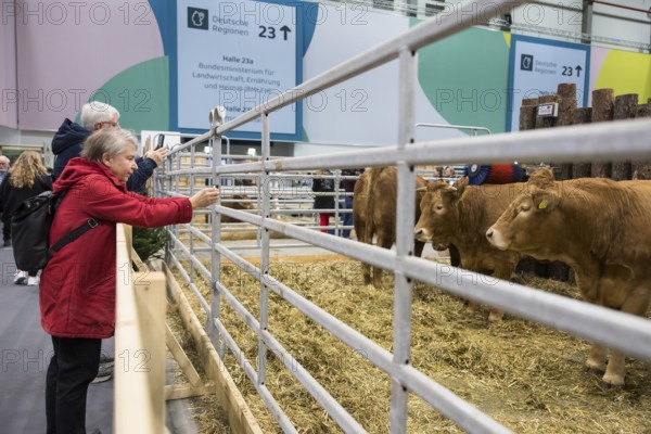 Visitors photograph cows in the animal hall during Green Week on the exhibition grounds in Berlin