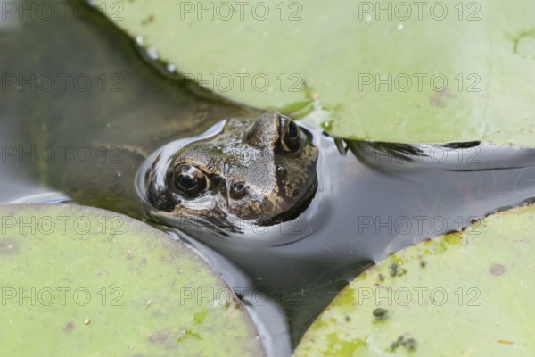 Common frog (Rana temporaria) adult amphibian on the water surface of a garden pond amongst water