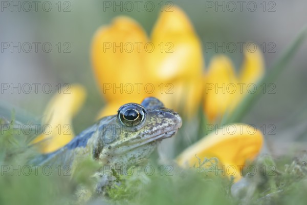 Common frog (Rana temporaria) adult amphibian amongst garden yellow crocus flowers in spring,