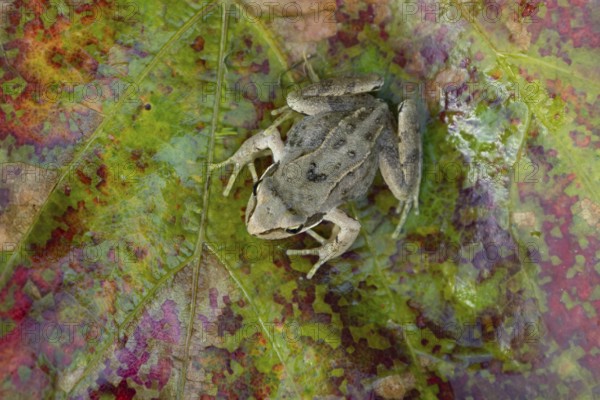 Common frog (Rana temporaria) juvenile baby froglet amphibian on an autumn colour leaf, England,