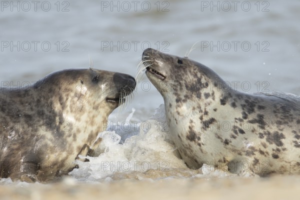 Atlantic grey seal (Halichoerus grypus) two adult animals in the sea waves on a seaside beach,