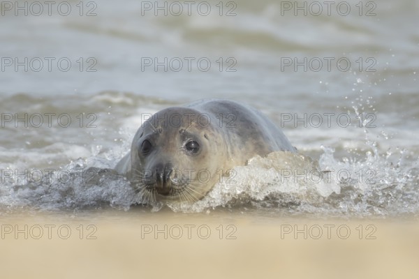 Atlantic grey seal (Halichoerus grypus) adult animal in the shallow water of a breaking wave of the