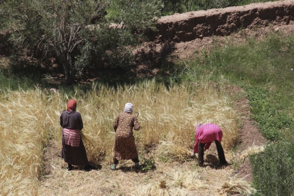 People harvest crops near Ksar Ait Benhaddou, surrounded by green countryside, Ait Benhaddou,