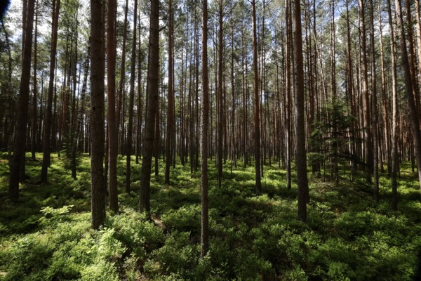 Dense pine forest with sun rays falling through the thick canopy onto the green forest floor,