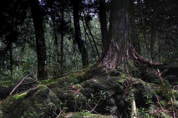 Intertwined tree roots in the dark Aokigahara forest create a mysterious atmosphere, Aokigahara,